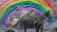 Ocelot Enjoys LGBT Rainbow as Cincinnati Zoo Marks Start of Pride Month