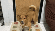 Jonggi dog dog barking jonggi GIF