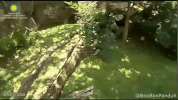 wamu panda bei bei bei bei panda GIF