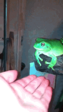 pets frog GIF
