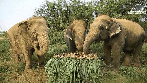 Hungry Party GIF by Wildlife SOS