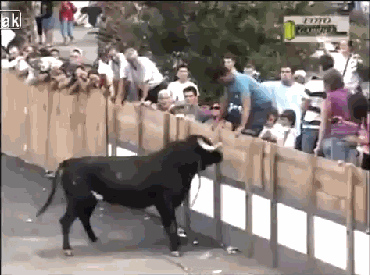 push bull GIF