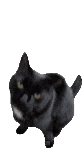 Black Cat Sticker