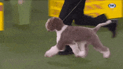 GIF by Westminster Kennel Club