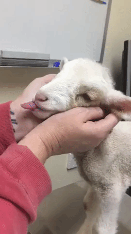 Three-Day-Old Lamb Pays First Visit to the Vet