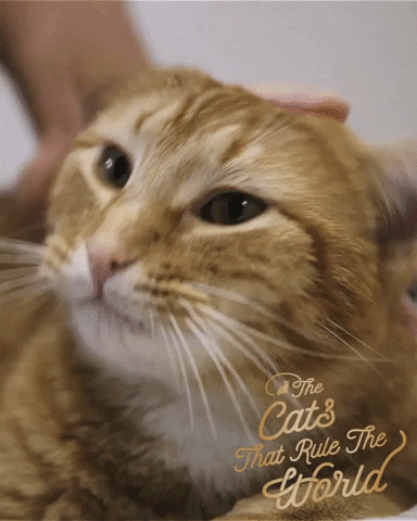 Cute Cat Cats Rule GIF by Sheba Official