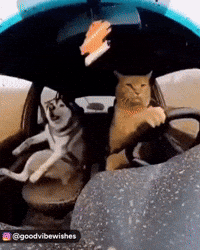 Scared Road Trip GIF
