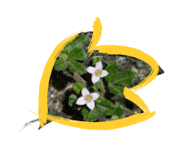 Australia Species Sticker by NSW Department of Planning, Industry and Environment