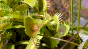 interesting feed me GIF