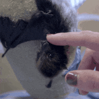 baby animals bat GIF by San Diego Zoo