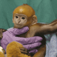 baby animals GIF by San Diego Zoo
