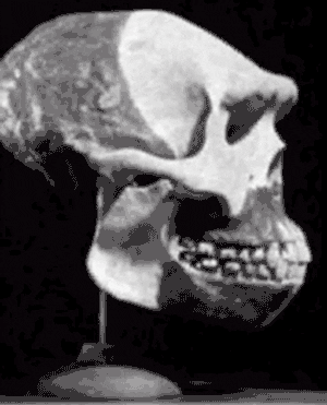 evolution GIF