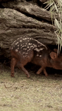 Tiny Newborn Deer Nestles Under Log at San Diego Zoo