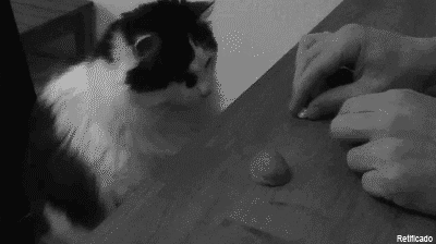 cat trick GIF