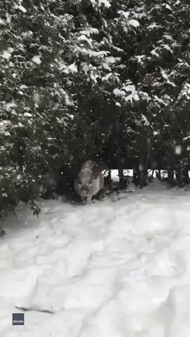 Festive Pig in Reindeer Costume Trots Across Snow in Montreal
