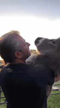 Man Cradles Donkey at Ohio Farm 