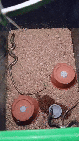 cuteanimalland giphyupload GIF