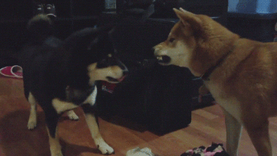 Angry Dog GIF