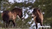 Pony Playing Around GIF by PBS