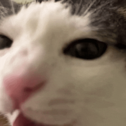 Cat Eating GIF