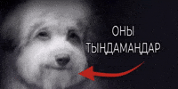 Қазақша Мемдер GIF