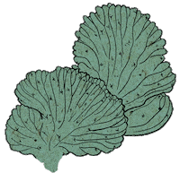 Plant Garden Sticker