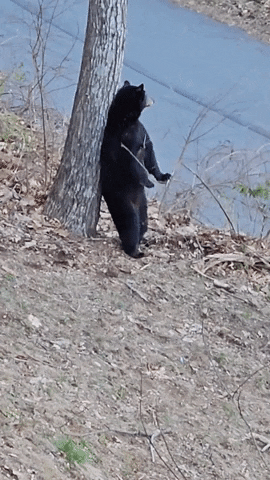 Bear Scratching Back GIF by Storyful