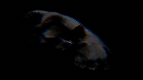 Dave305 giphyupload GIF