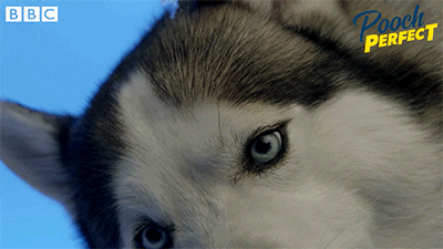 Bbc One Dog GIF by BBC