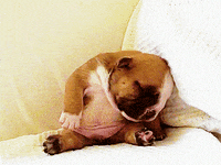 dog sleeping GIF