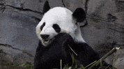 Hungry Panda Bear GIF by ZooATL