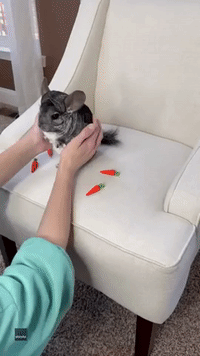 'Some Bunny Loves You': Chinchilla Has Easter Msg