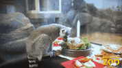 Holiday Family GIF by Brookfield Zoo