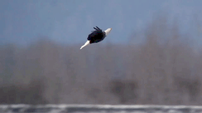 Bald eagle soaring in freedom