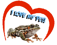 Guinea Pig Love Sticker