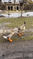 Pair of Ohio Geese Raise a Ruckus