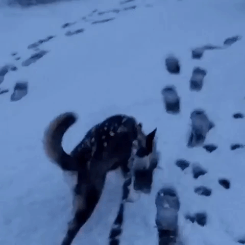 Husky Gets First Taste of Snow in White Mountains of New Hampshire