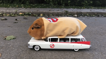 Who You Gonna Call? Guinea Pig Ghostbuster