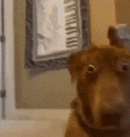 Gahs GIF by Rocket Mortgage