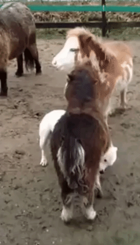 Pitbull Massaged by Miniature Ponies