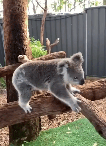 Adorable Rescued Koala Released Back Into the Wild