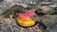 Bristol Zoo Birds Keep Cool Amid Heat Wave