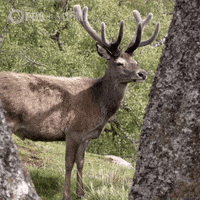 Smelling Pbs Nature GIF by Nature on PBS