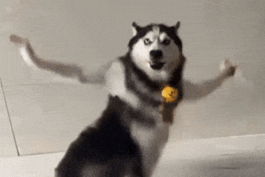 Husky Dog GIF