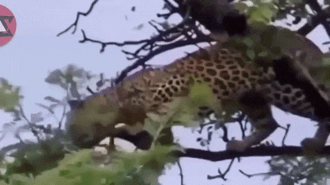 monkey leopard GIF