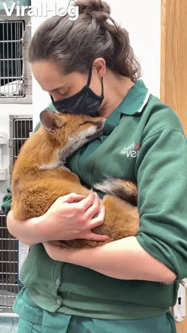 Fox Cuddles Are the Fix for a Long Day