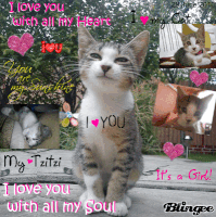 my cat GIF