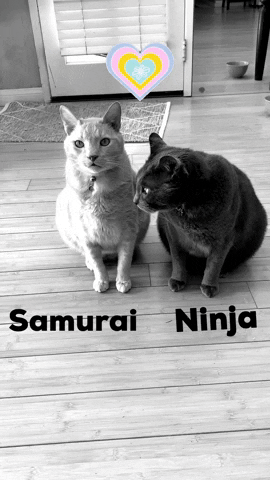 Bettybelts love cats kitty ninja GIF