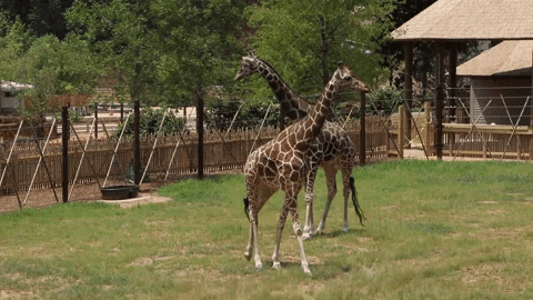 Atlanta Atl GIF by ZooATL