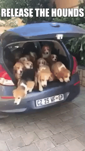 giphygifmaker dog car dogs beagles GIF